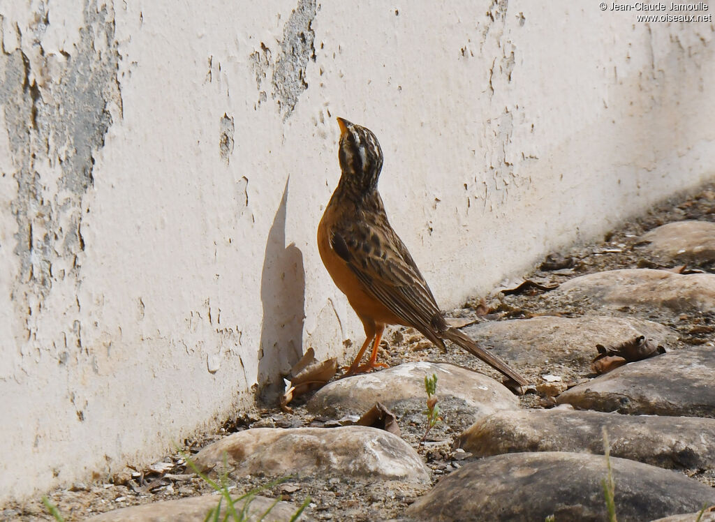 Cinnamon-breasted Bunting