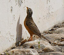 Cinnamon-breasted Bunting