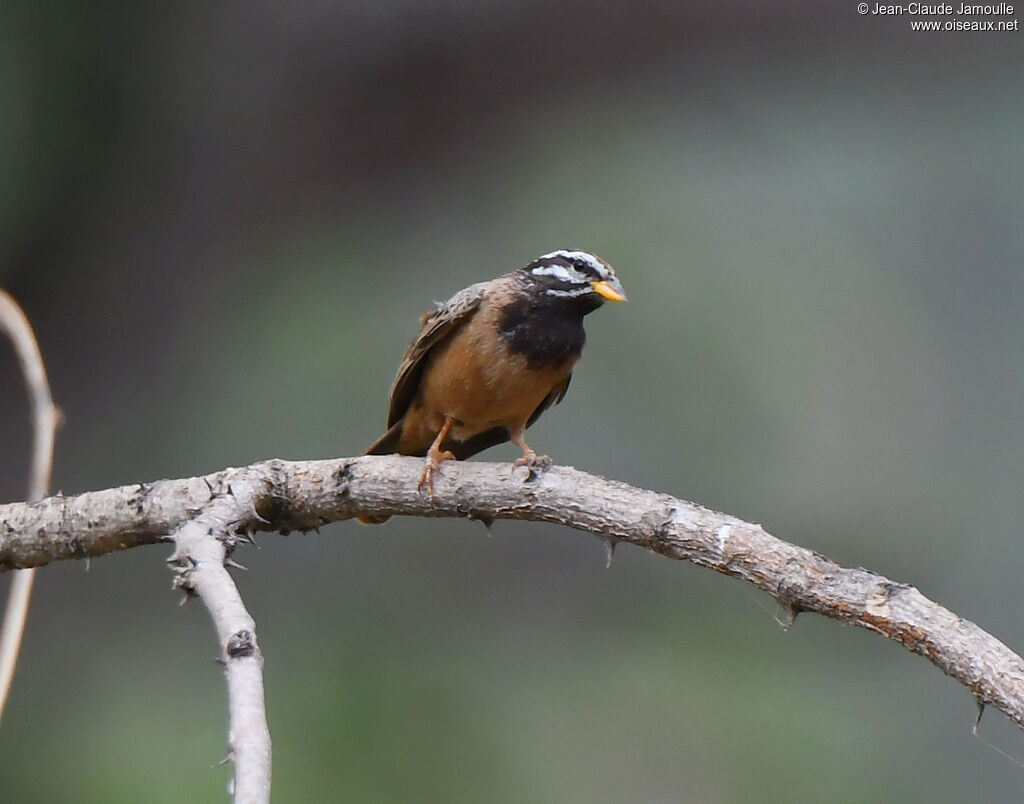 Cinnamon-breasted Bunting