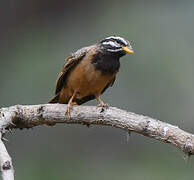 Cinnamon-breasted Bunting