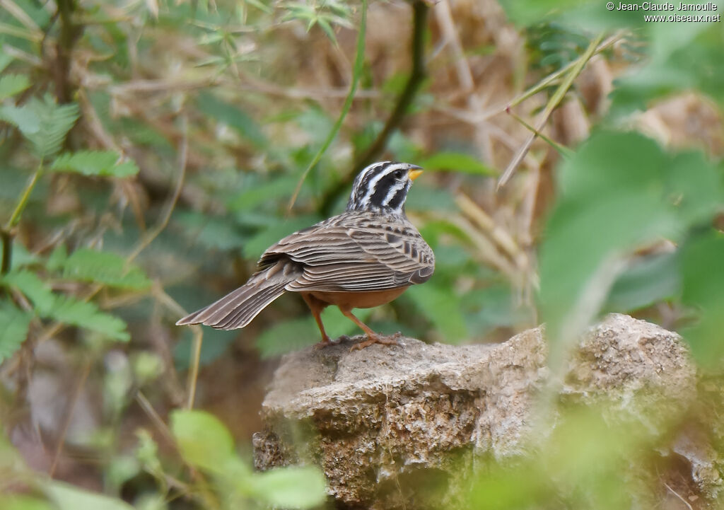 Cinnamon-breasted Bunting