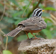 Cinnamon-breasted Bunting