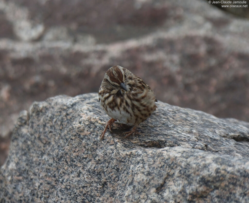 Song Sparrowadult