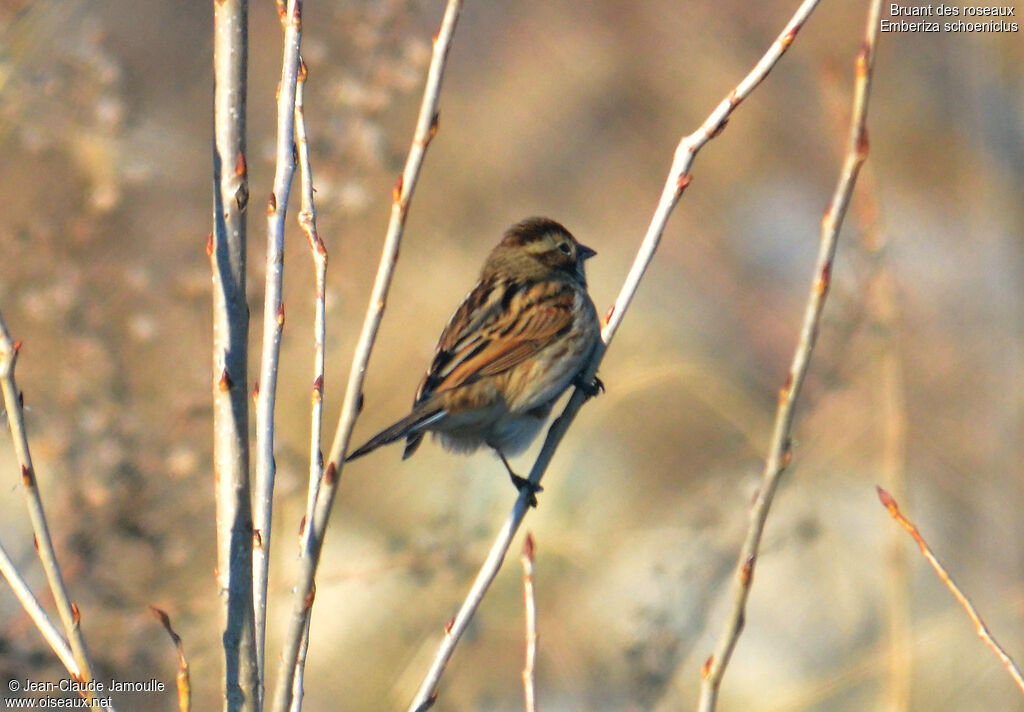 Common Reed Bunting female