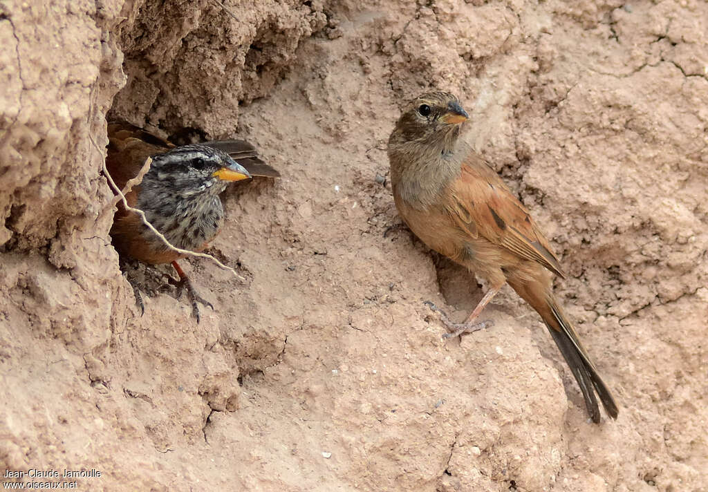 Bruant du Saharaadulte, habitat, Nidification