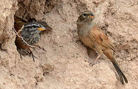 House Bunting