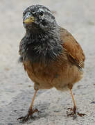 House Bunting