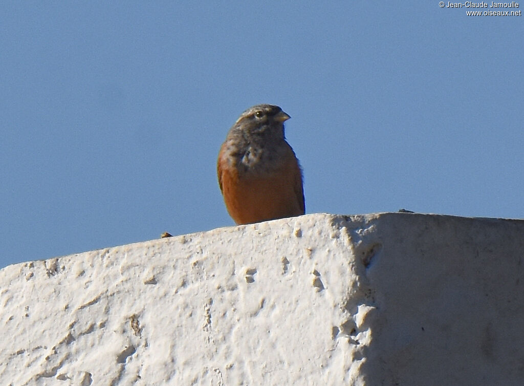 Bruant du Sahara