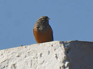 Bruant du Sahara