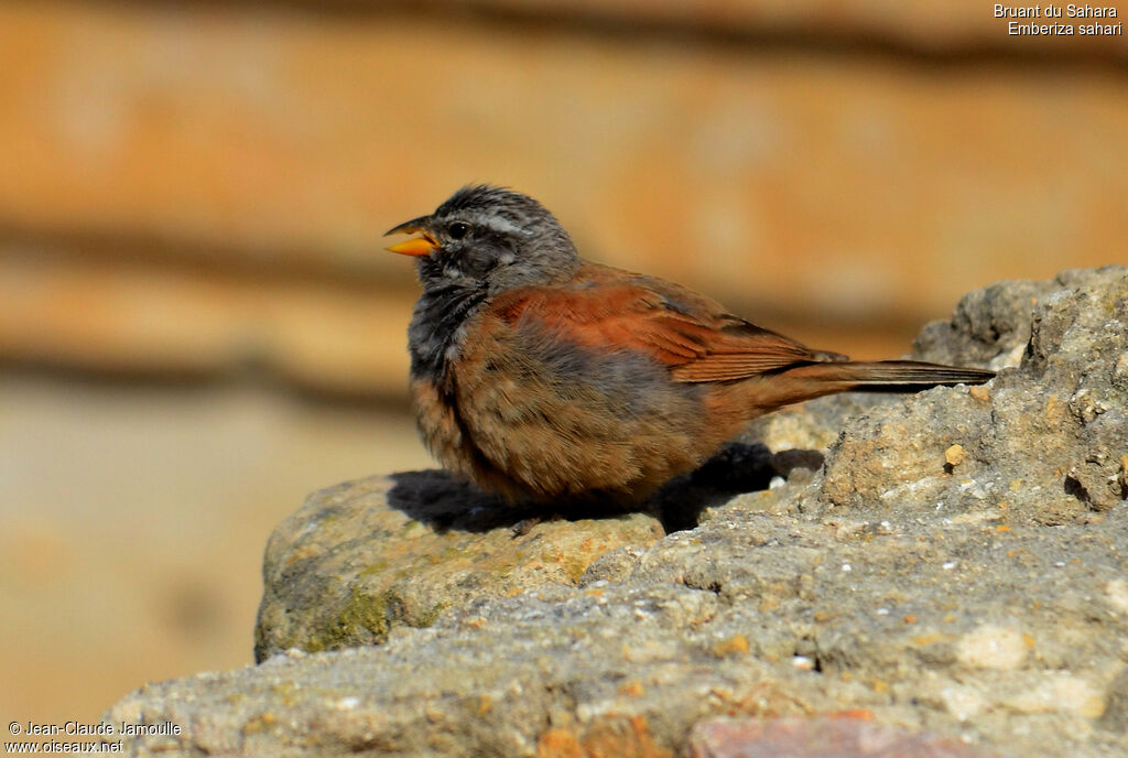 House Bunting male adult