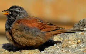 House Bunting