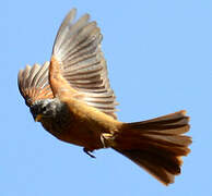 House Bunting