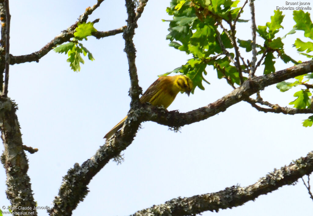 Bruant jaune, Comportement