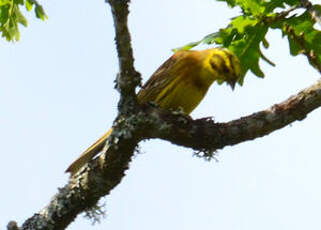 Bruant jaune