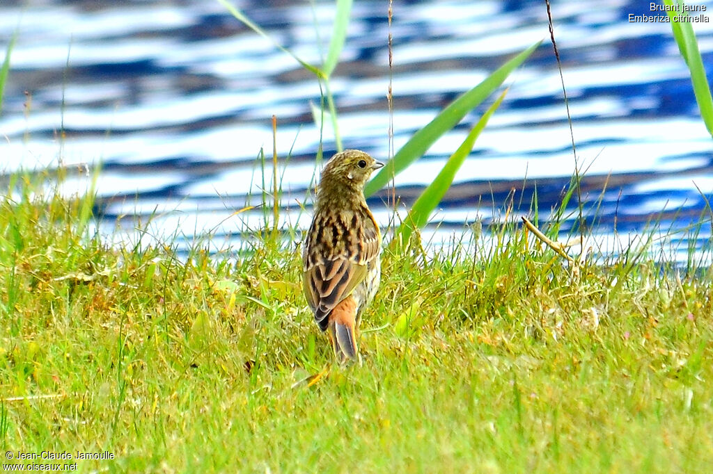 Yellowhammer, Behaviour