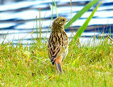 Yellowhammer