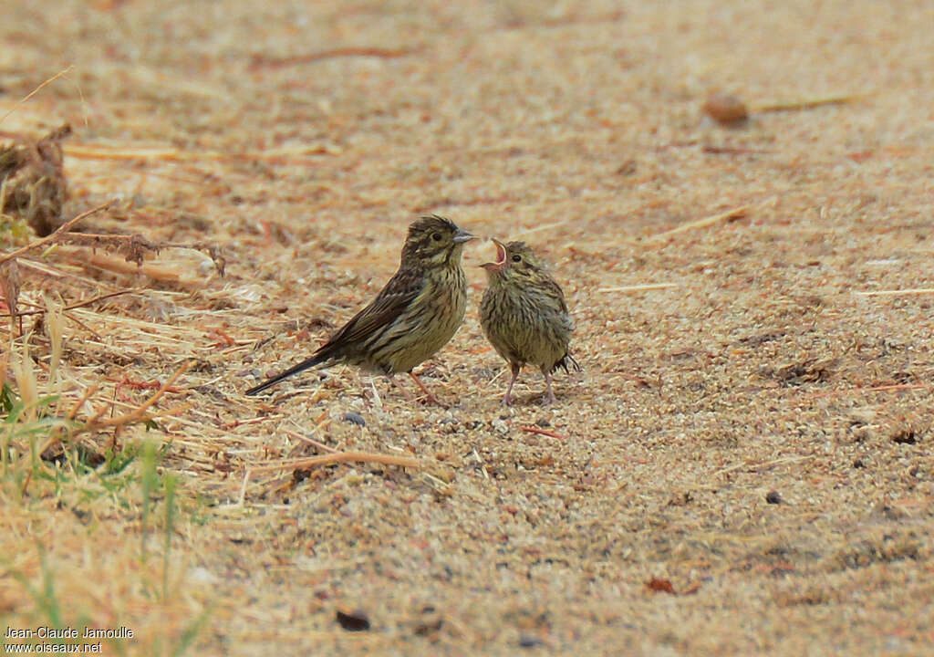 Cirl Bunting, pigmentation, eats, Behaviour