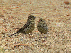 Cirl Bunting