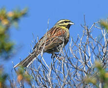 Cirl Bunting