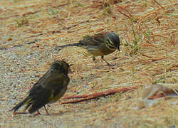 Cirl Bunting