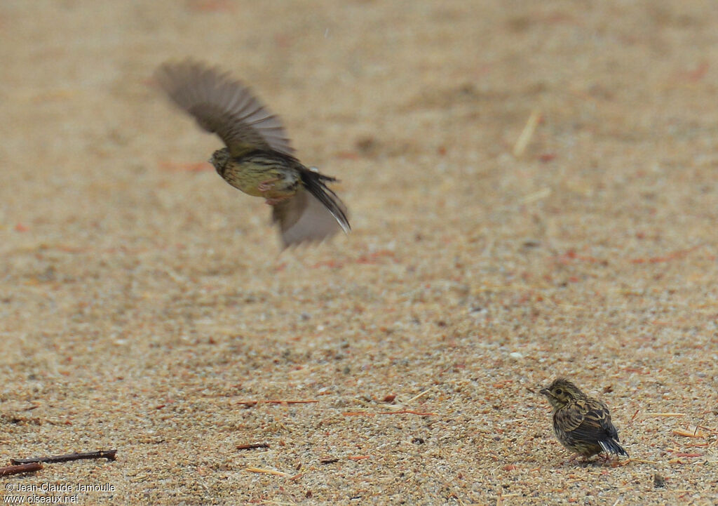 Cirl Bunting female, Flight