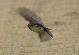 Cirl Bunting