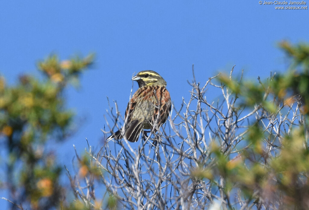 Cirl Bunting