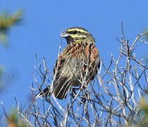 Cirl Bunting