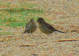 Cirl Bunting