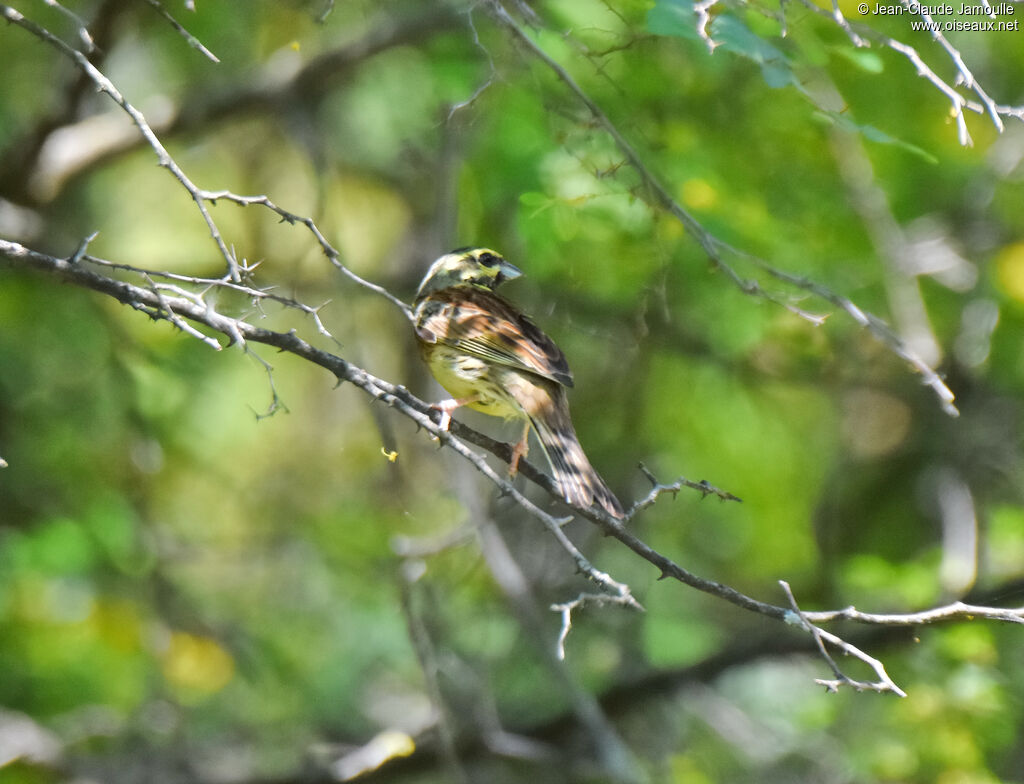 Cirl Bunting