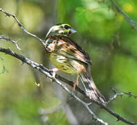 Cirl Bunting