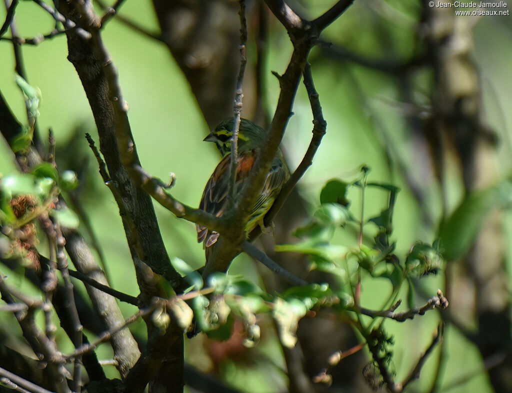 Cirl Bunting