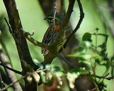 Cirl Bunting