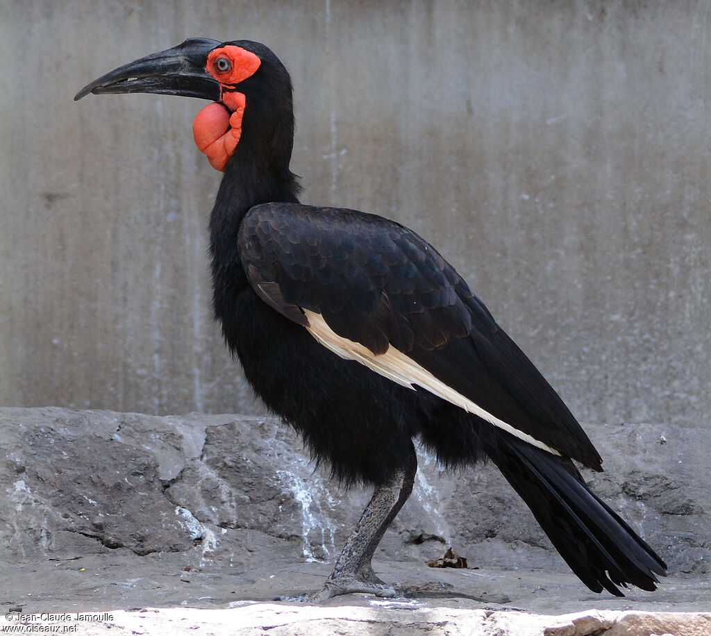 Southern Ground Hornbill