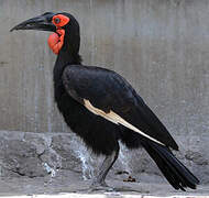 Southern Ground Hornbill