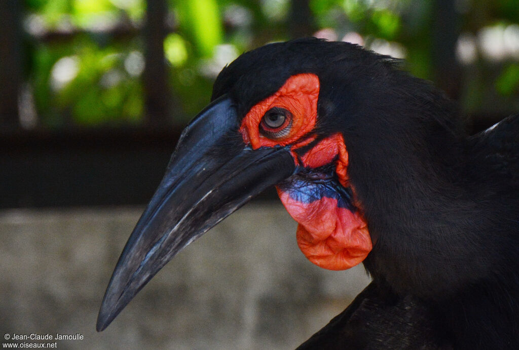 Southern Ground Hornbill