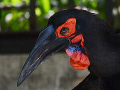 Southern Ground Hornbill