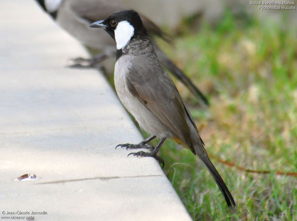 White-eared Bulbul