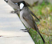 Bulbul à oreillons blancs