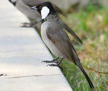 White-eared Bulbul