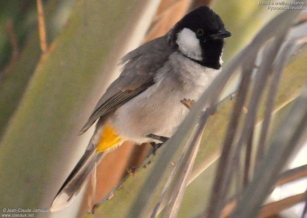 White-eared Bulbul