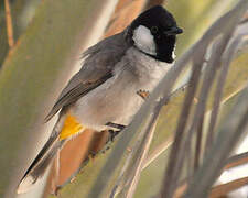 White-eared Bulbul