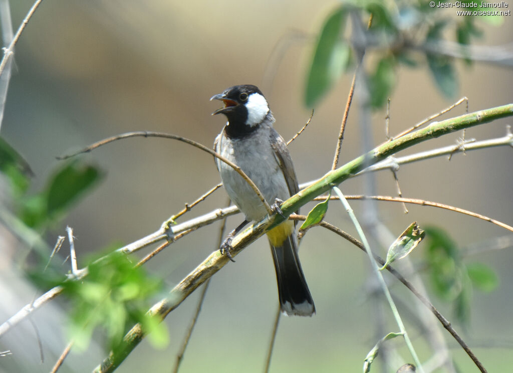 White-eared Bulbul