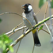 White-eared Bulbul