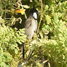Bulbul à oreillons blancs
