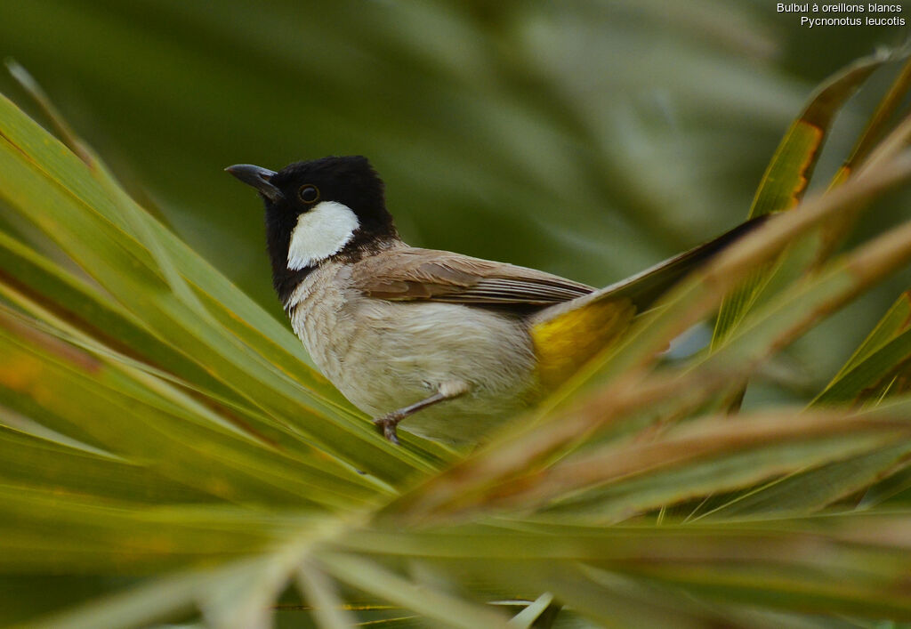 Bulbul à oreillons blancs, Comportement