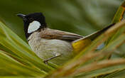 Bulbul à oreillons blancs