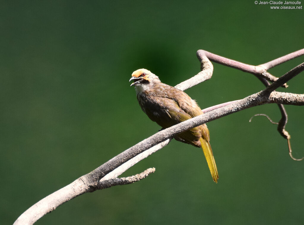 Bulbul à tête jauneadulte, mange