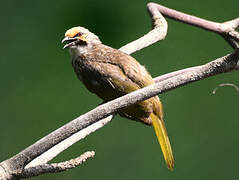 Straw-headed Bulbul