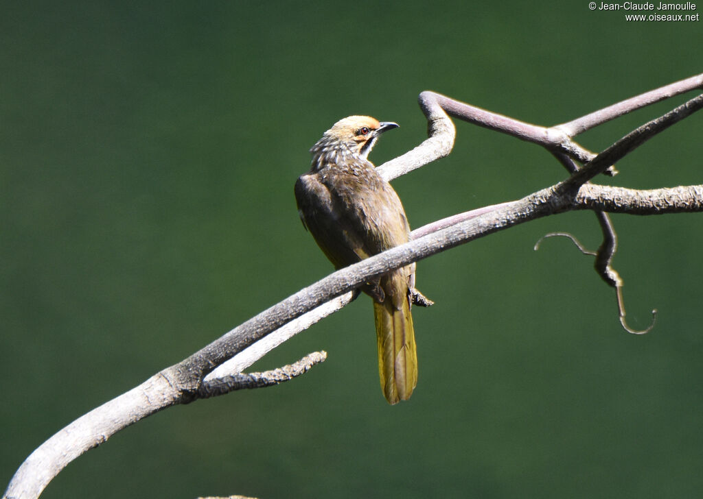 Straw-headed Bulbul